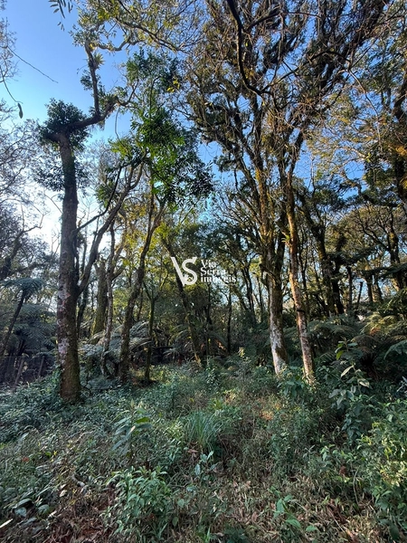 Terreno Exclusivo no Alpes Verdes – Canela/RS: 6ª foto da galeria de imagens do imóvel