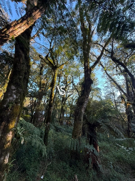 Terreno Exclusivo no Alpes Verdes – Canela/RS: 11ª foto da galeria de imagens do imóvel