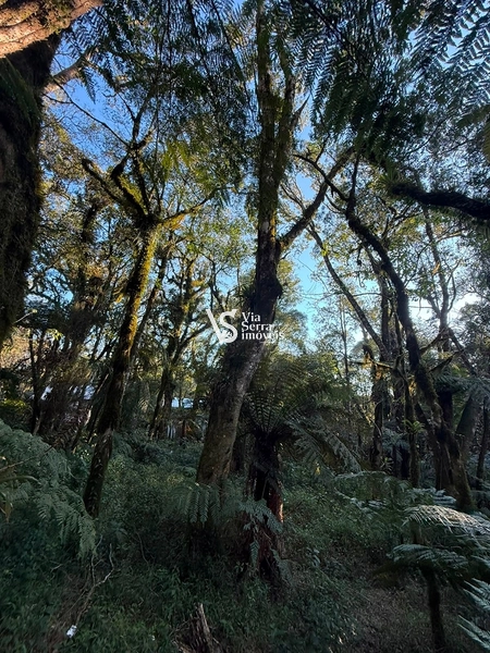 Terreno Exclusivo no Alpes Verdes – Canela/RS: 12ª foto da galeria de imagens do imóvel