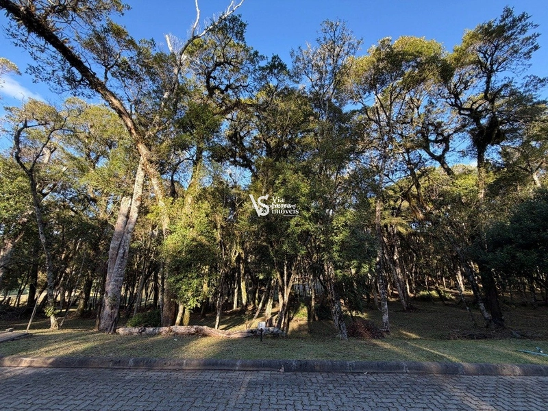 Excelente oportunidade para construir em Canela! : 5ª foto da galeria de imagens do imóvel
