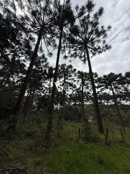 TERRENO À VENDA NO CARACOL – CANELA/RS: 8ª foto da galeria de imagens do imóvel