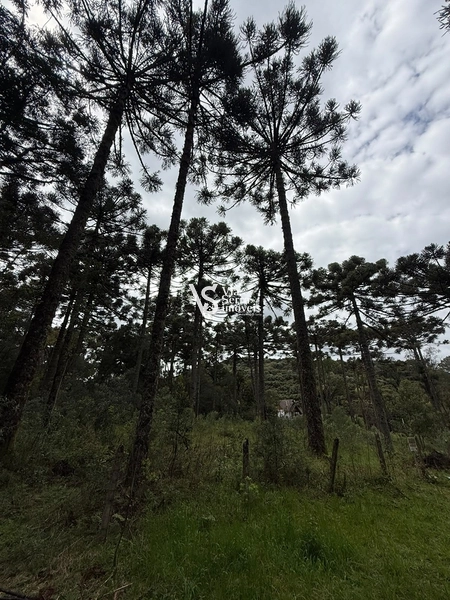 TERRENO À VENDA NO CARACOL – CANELA/RS: 9ª foto da galeria de imagens do imóvel