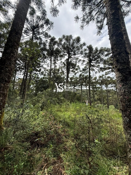 TERRENO À VENDA NO CARACOL – CANELA/RS: 4ª foto da galeria de imagens do imóvel
