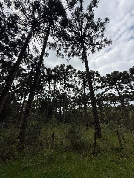 TERRENO À VENDA NO CARACOL – CANELA/RS: 7ª foto da galeria de imagens do imóvel