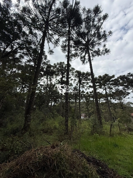 TERRENO À VENDA NO CARACOL – CANELA/RS: 10ª foto da galeria de imagens do imóvel