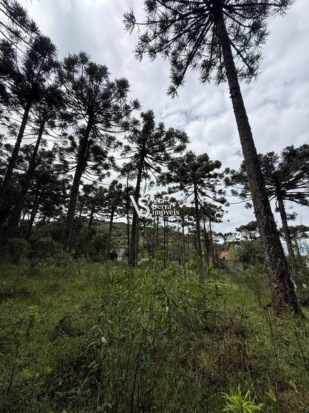 TERRENO À VENDA NO CARACOL – CANELA/RS: 2ª foto da galeria de imagens do imóvel