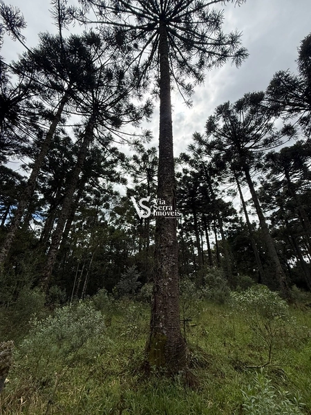 TERRENO À VENDA NO CARACOL – CANELA/RS: 6ª foto da galeria de imagens do imóvel