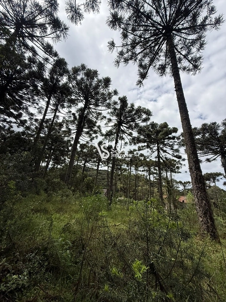 TERRENO À VENDA NO CARACOL – CANELA/RS: 3ª foto da galeria de imagens do imóvel
