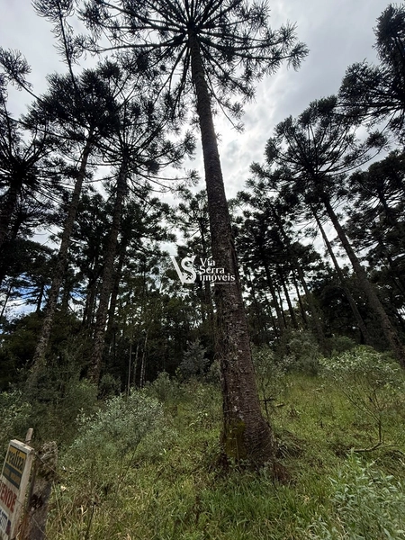 TERRENO À VENDA NO CARACOL – CANELA/RS: 5ª foto da galeria de imagens do imóvel