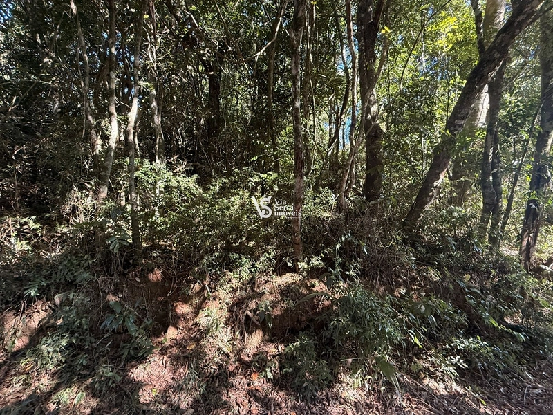 Área em Santa Maria do Herval/RS!: 7ª foto da galeria de imagens do imóvel