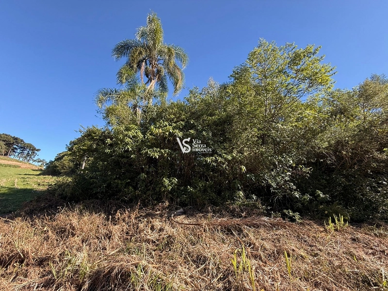 Área em Santa Maria do Herval/RS!: 11ª foto da galeria de imagens do imóvel