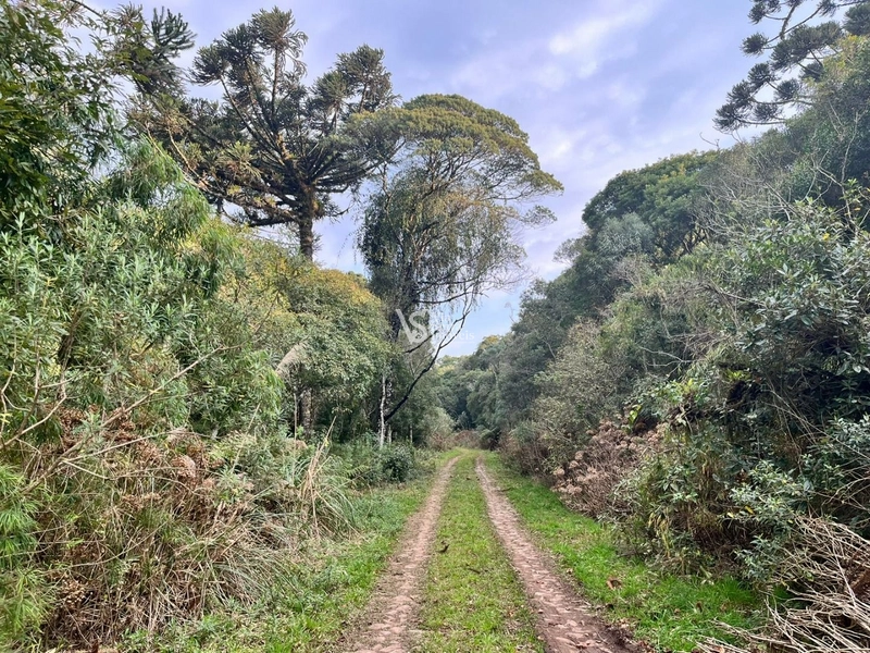 Terreno à venda, em São Francisco de Paula/RS!: 17ª foto da galeria de imagens do imóvel