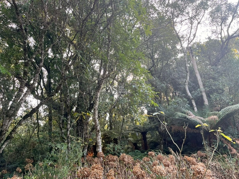 Terreno à venda, em São Francisco de Paula/RS!: 15ª foto da galeria de imagens do imóvel