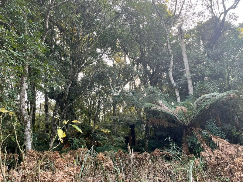 Terreno à venda, em São Francisco de Paula/RS!: 9ª foto da galeria de imagens do imóvel