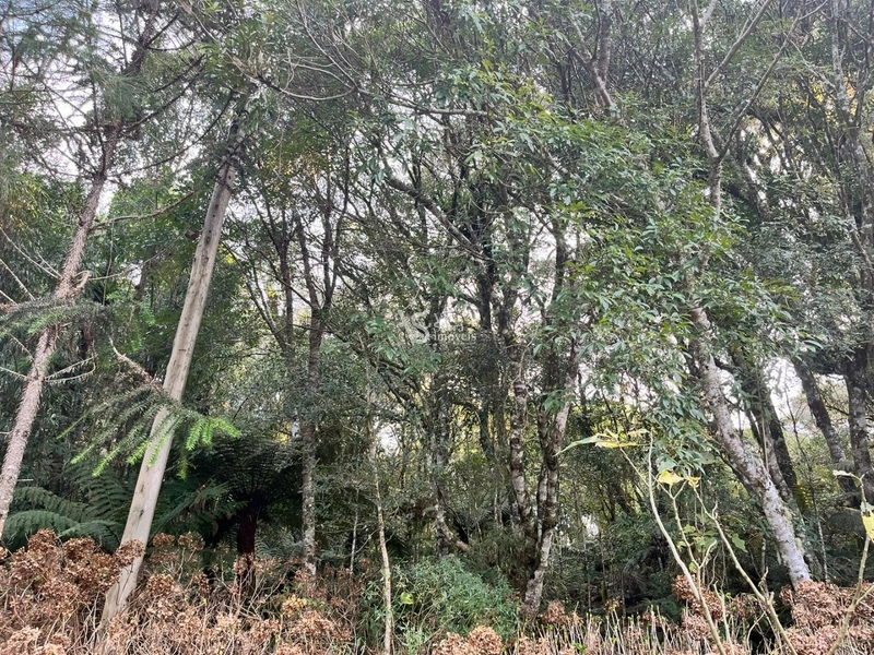 Terreno à venda, em São Francisco de Paula/RS!: 13ª foto da galeria de imagens do imóvel