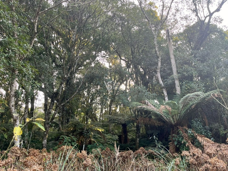 Terreno à venda, em São Francisco de Paula/RS!: 5ª foto da galeria de imagens do imóvel