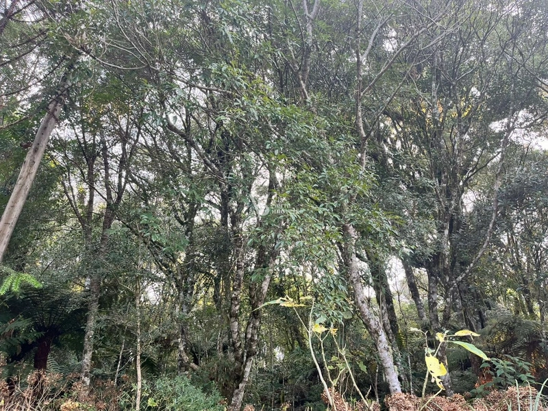 Terreno à venda, em São Francisco de Paula/RS!: 7ª foto da galeria de imagens do imóvel