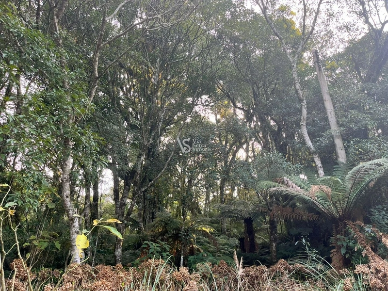 Terreno à venda, em São Francisco de Paula/RS!: 2ª foto da galeria de imagens do imóvel