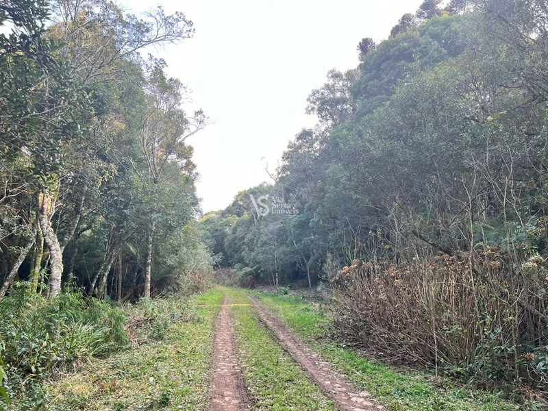 Terreno à venda, em São Francisco de Paula/RS!: 16ª foto da galeria de imagens do imóvel