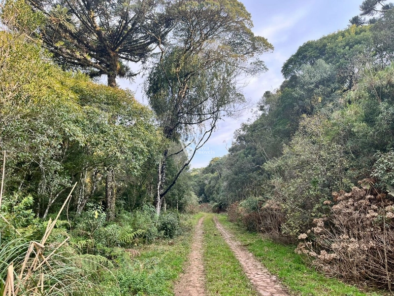 Terreno à venda, em São Francisco de Paula/RS!: 6ª foto da galeria de imagens do imóvel