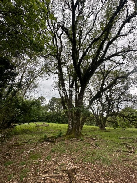 Sítio à venda, na RS-020, em Três Coroas/RS: 22ª foto da galeria de imagens do imóvel