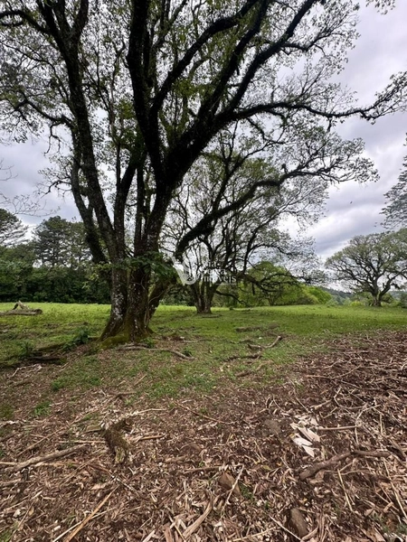 Sítio à venda, na RS-020, em Três Coroas/RS: 32ª foto da galeria de imagens do imóvel