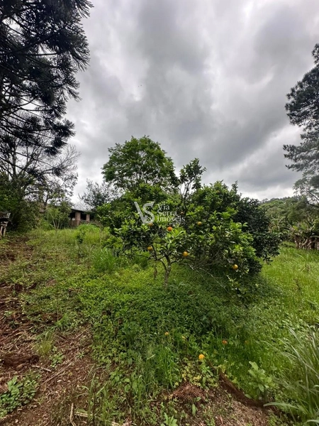 Sítio à venda, na RS-020, em Três Coroas/RS: 13ª foto da galeria de imagens do imóvel