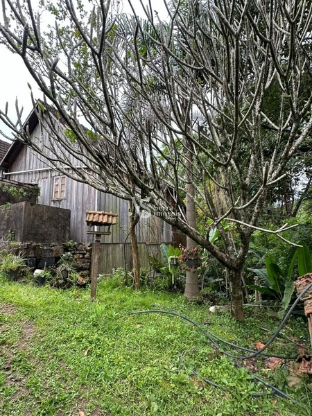 Sítio à venda, na RS-020, em Três Coroas/RS: 10ª foto da galeria de imagens do imóvel