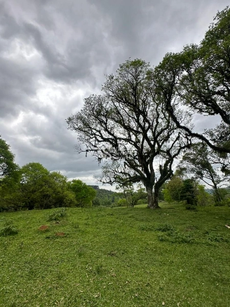 Sítio à venda, na RS-020, em Três Coroas/RS: 26ª foto da galeria de imagens do imóvel