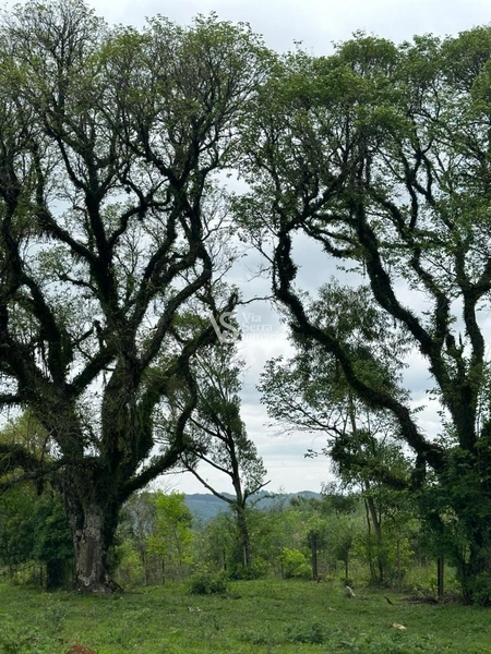 Sítio à venda, na RS-020, em Três Coroas/RS: 16ª foto da galeria de imagens do imóvel