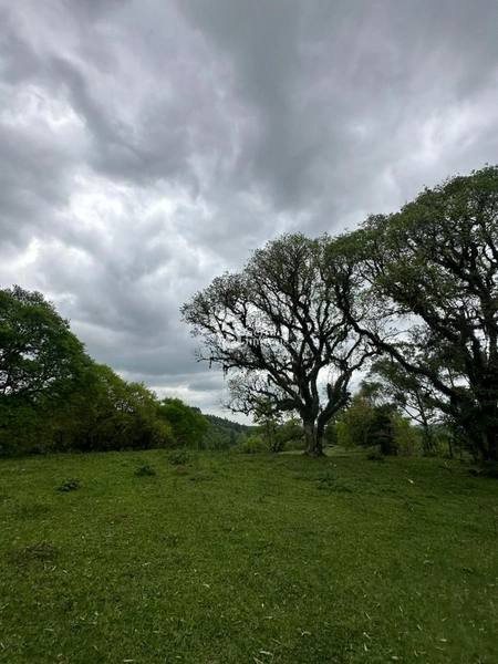 Sítio à venda, na RS-020, em Três Coroas/RS: 14ª foto da galeria de imagens do imóvel