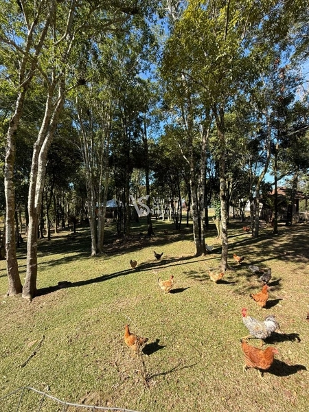 Sítio em Serra Grande!: 8ª foto da galeria de imagens do imóvel