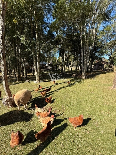 Sítio em Serra Grande!: 5ª foto da galeria de imagens do imóvel