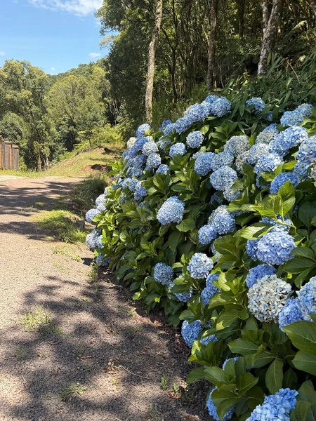 Sítio charmoso em Serra Grande/RS!: 9ª foto da galeria de imagens do imóvel