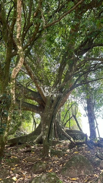 Lindo Sítio na Estrada Velha!: 16ª foto da galeria de imagens do imóvel