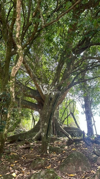 Lindo Sítio na Estrada Velha!: 2ª foto da galeria de imagens do imóvel