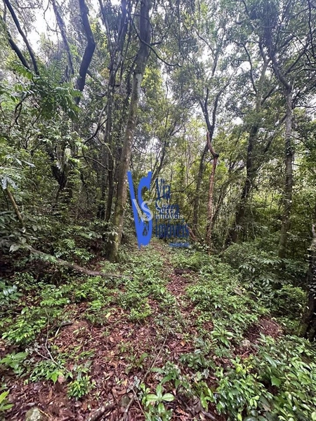 Sítio à venda, Solitária, em Igrejinha/RS!: 13ª foto da galeria de imagens do imóvel