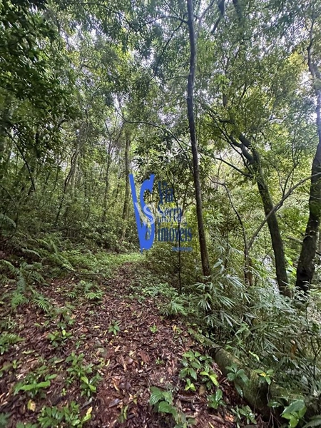 Sítio à venda, Solitária, em Igrejinha/RS!: 17ª foto da galeria de imagens do imóvel