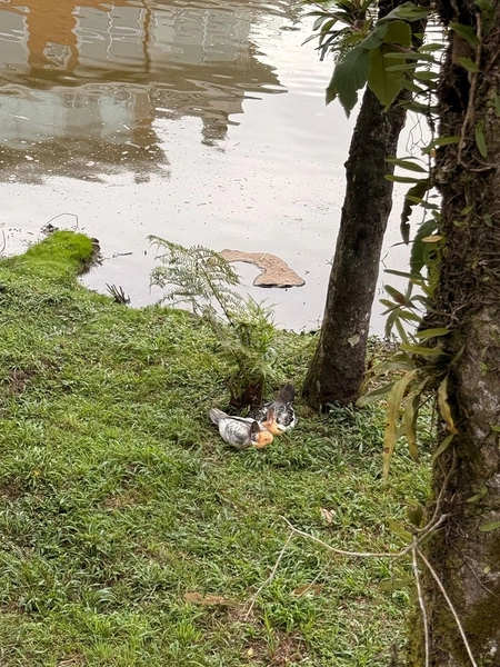 Apartamentos à venda no Condomínio Vêneto – Gramado: 4ª foto da galeria de imagens do imóvel