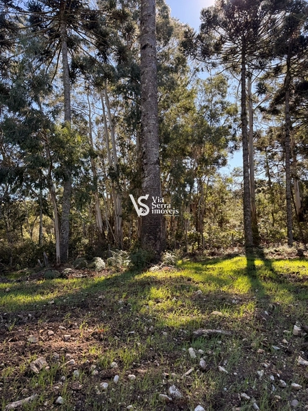 Terreno : 20ª foto da galeria de imagens do imóvel