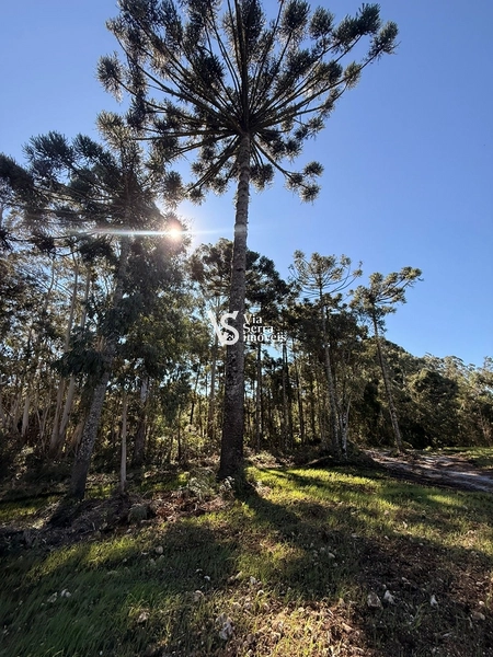 Terreno : 12ª foto da galeria de imagens do imóvel
