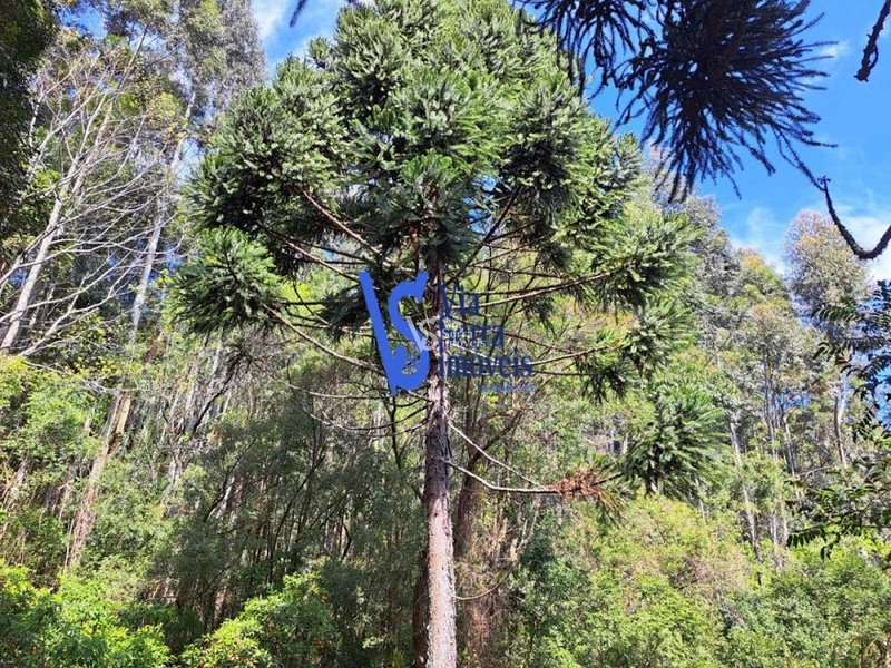 Sítio à venda, em São Francisco de Paula/RS!: 15ª foto da galeria de imagens do imóvel