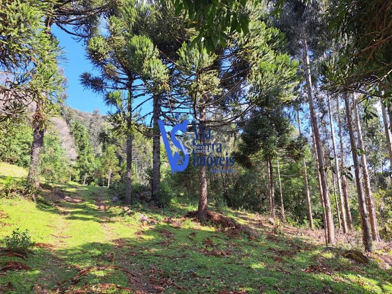 Sítio à venda, em São Francisco de Paula/RS!: 3ª foto da galeria de imagens do imóvel