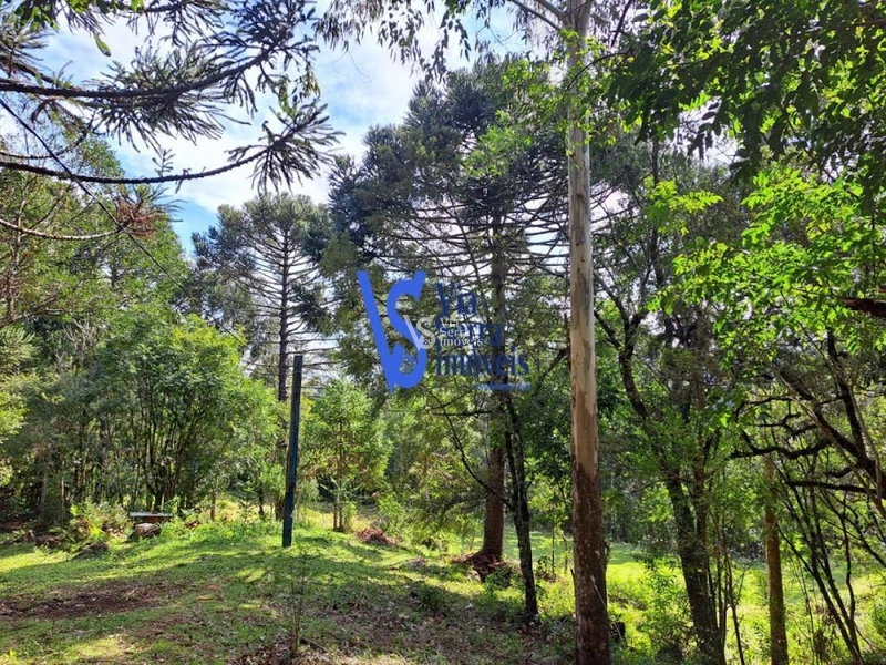 Sítio à venda, em São Francisco de Paula/RS!: 6ª foto da galeria de imagens do imóvel