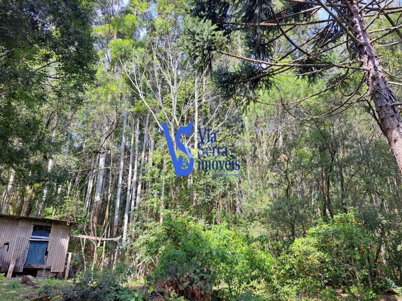 Sítio à venda, em São Francisco de Paula/RS!: 9ª foto da galeria de imagens do imóvel