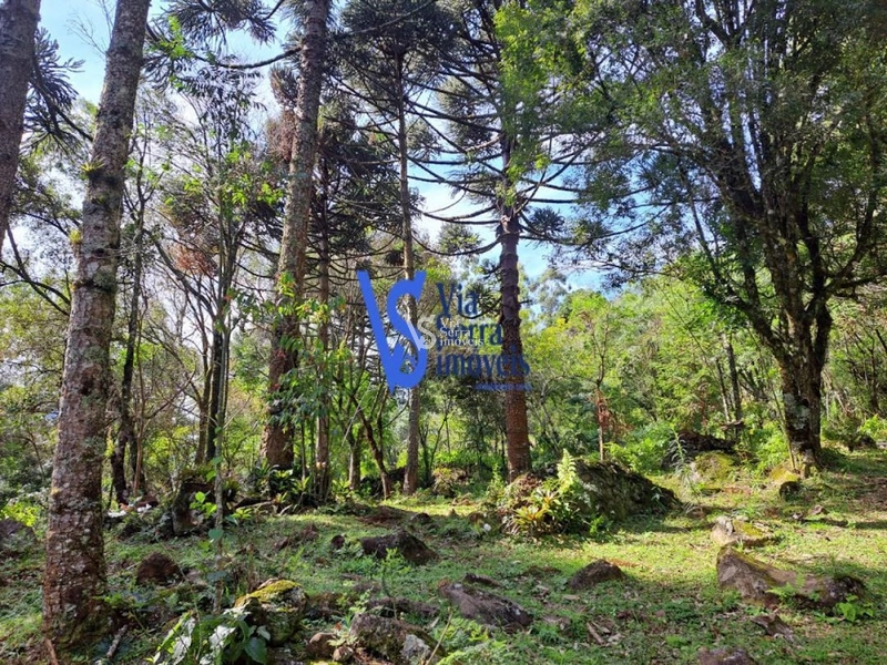 Sítio à venda, em São Francisco de Paula/RS!: 10ª foto da galeria de imagens do imóvel