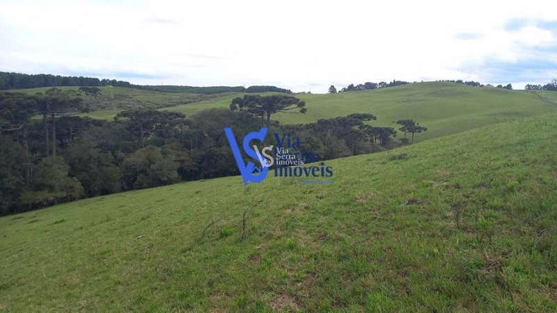 Sítio à venda, em São Francisco de Paula/RS!: 5ª foto da galeria de imagens do imóvel