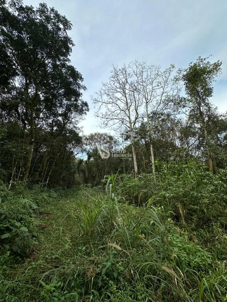 Sítio à venda com 5.6 hectares em localização privilegiada conhecida como a Rota Romântica que liga Gramado e Cenela: 5ª foto da galeria de imagens do imóvel