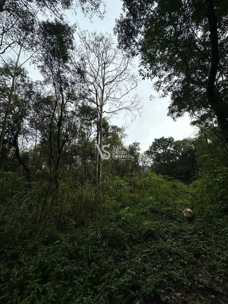 Sítio à venda com 5.6 hectares em localização privilegiada conhecida como a Rota Romântica que liga Gramado e Cenela: 1ª foto da galeria de imagens do imóvel