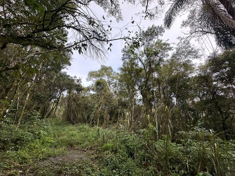 Sítio à venda com 5.6 hectares em localização privilegiada conhecida como a Rota Romântica que liga Gramado e Cenela: 3ª foto da galeria de imagens do imóvel